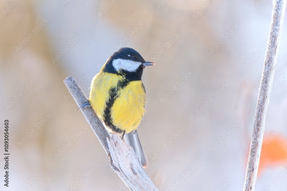 A beautiful great tit sits on a dry grass blade. Postrait of a titmouse. Parus major A beautiful great tit sits on a dry grass blade. Postrait of a titmouse. Parus major