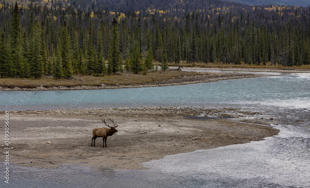 Fototapeta premium Bull elk in Jasper National Park