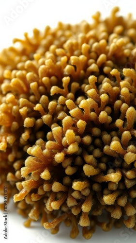 Unique close-up of a textured organic specimen showcasing intricate details and natural patterns photo