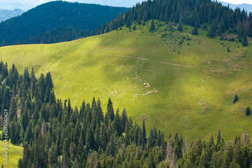 Flock of sheep on mountain hills. Aerial photo with a flock of sheep while moving from a lawn to others in the mountains during a summer day. Mountain farming and agriculture photo.