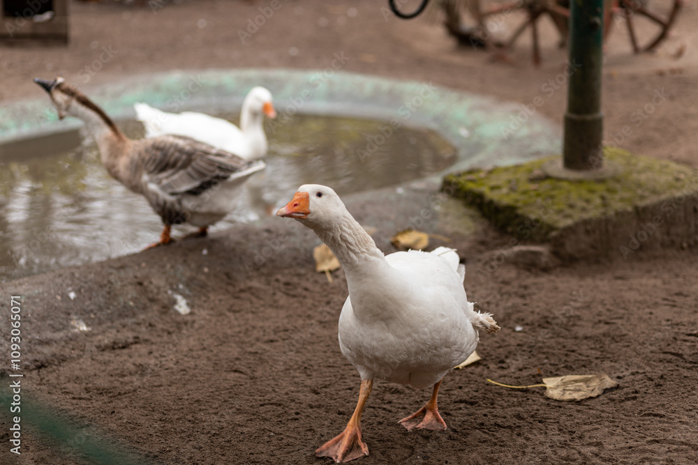 Geese swim in a small pond. Growing geese Geese swim in a small pond. Growing geese