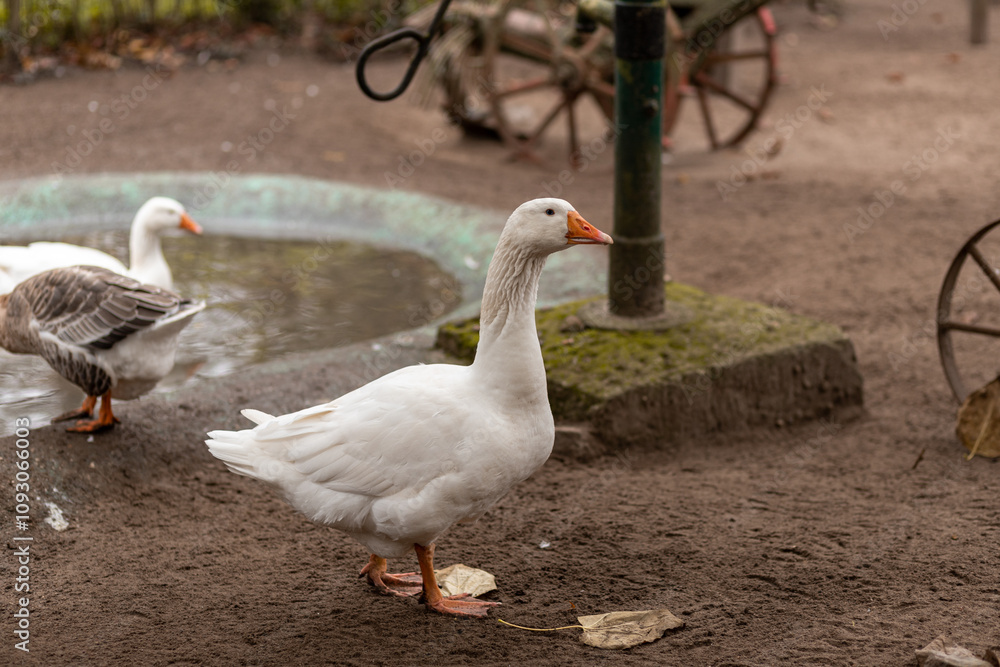Geese swim in a small pond. Growing geese Geese swim in a small pond. Growing geese