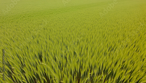 Aerial of barley field