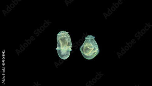 Worm larva at trochophore stage with under a microscope, subclass Echiura, free-floating planktonic larva, swims with cilia, microscopic sizes. Atlantic Ocean