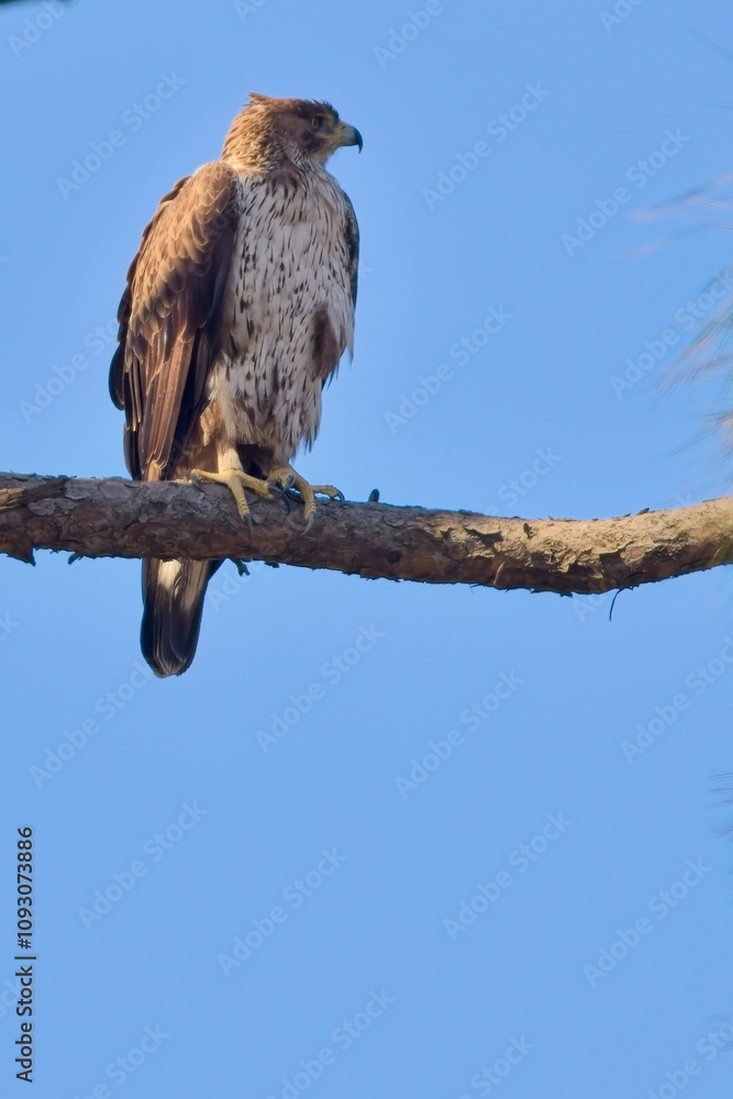 Tawny Eagle (Aquila rapax) perched in a tree, Nainital area, Uttarakhand, India. Tawny Eagle (Aquila rapax) perched in a tree, Nainital area, Uttarakhand, India.
