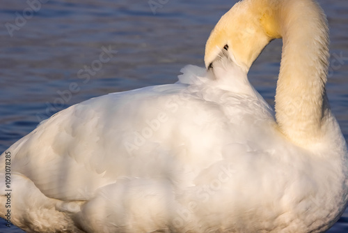 Cygne tuberculé faisant sa toilette. photo