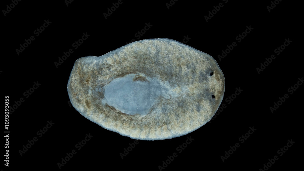 Worm Pentacoelum sp. under the microscope, family Bdellouridae, phylum Platyhelminthes. Predator, feeds on small organisms, including mollusca Worm Pentacoelum sp. under the microscope, family Bdellouridae, phylum Platyhelminthes. Predator, feeds on small organisms, including mollusca