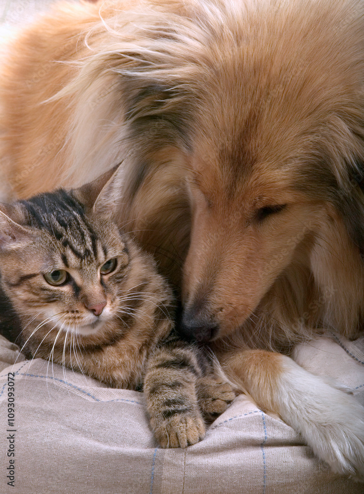 COLLEY ET CHAT DE GOUTTIERE COLLEY ET CHAT DE GOUTTIERE