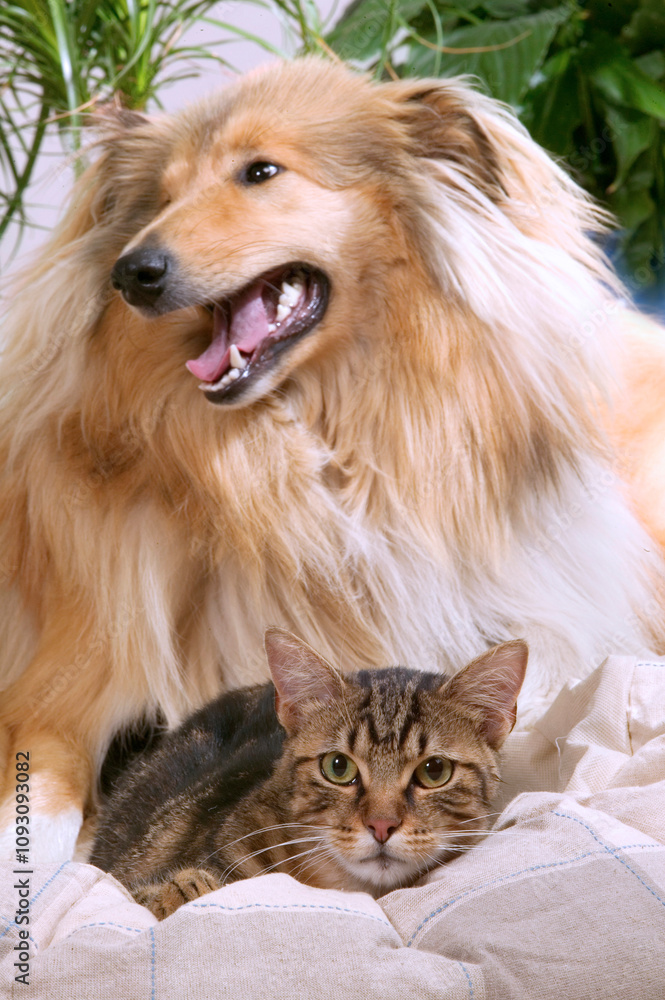 COLLEY ET CHAT DE GOUTTIERE COLLEY ET CHAT DE GOUTTIERE
