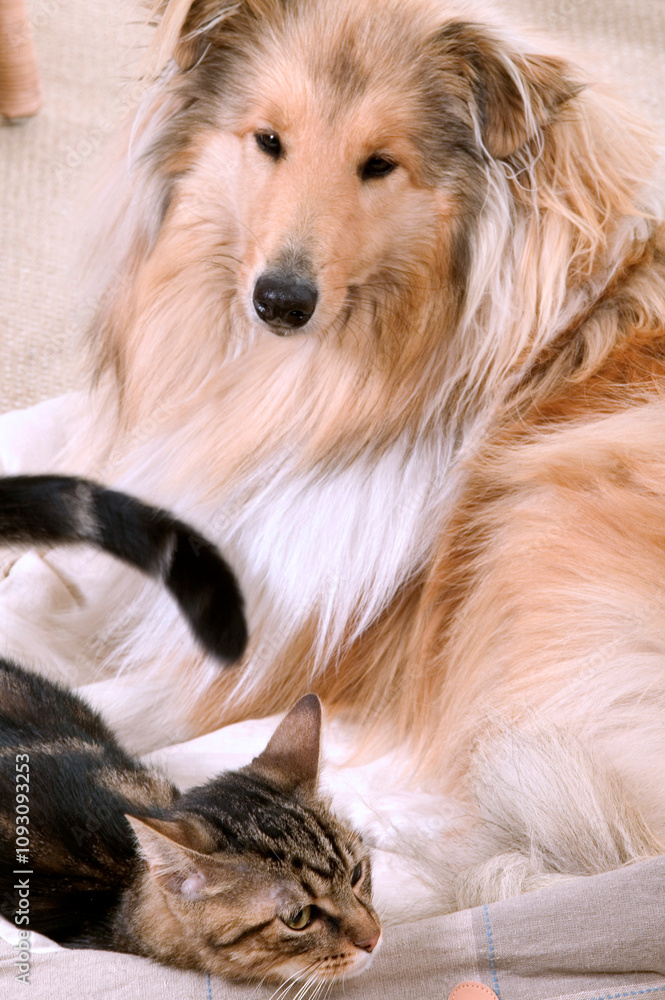 COLLEY ET CHAT DE GOUTTIERE