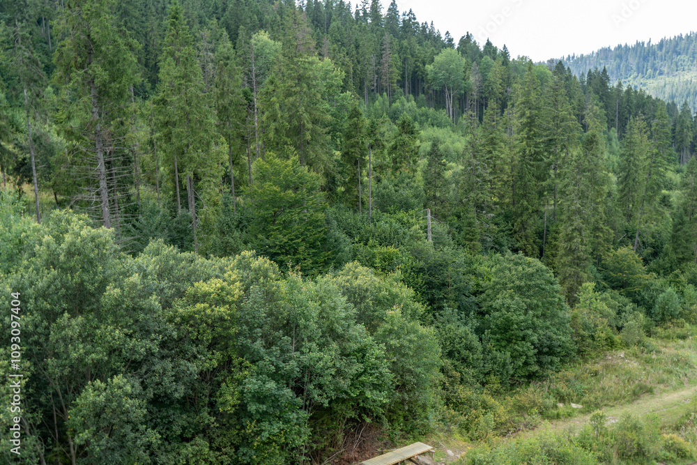 Green forest trees. Nature background. Green forest trees. Nature background.
