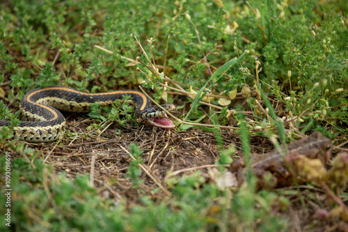 Garter snake in the grass preparing to eat a toad nearby