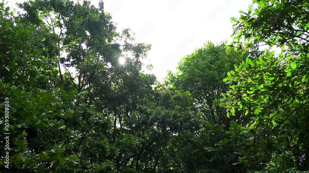 Sun shining through the green branches of trees in the forest. Sun shining through the green branches of trees in the forest.