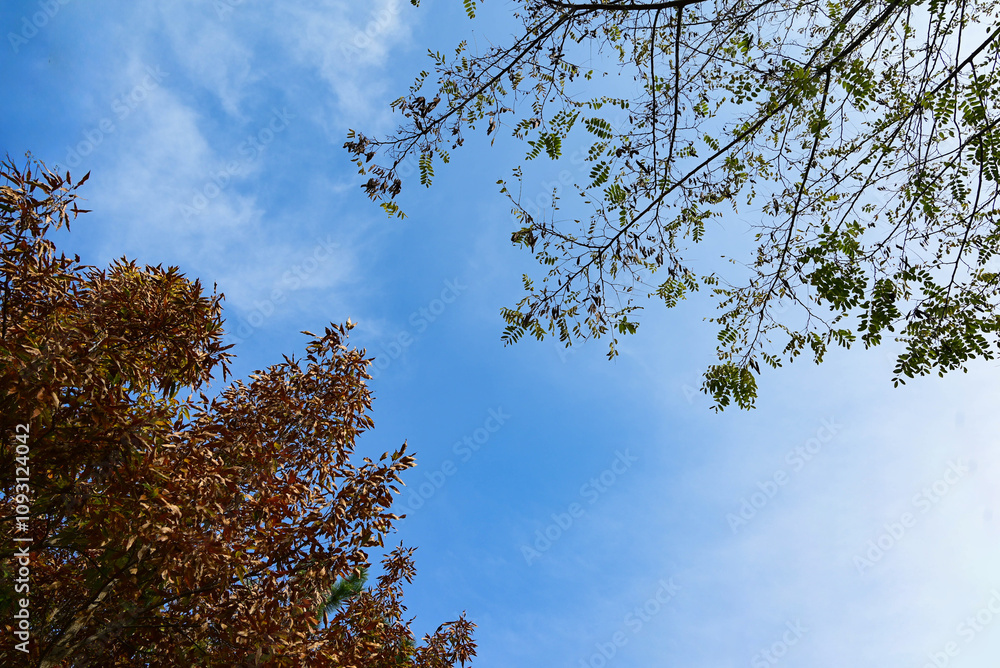Tree branches against blue sky view from below Tree branches against blue sky view from below