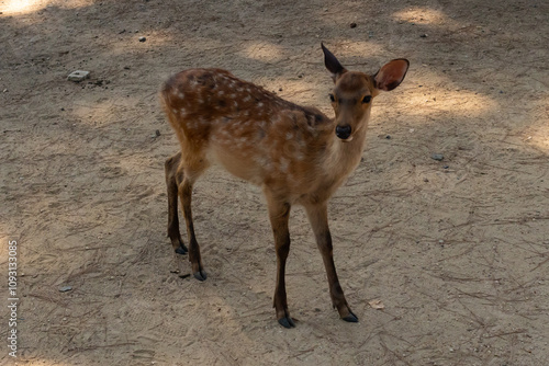 This is a beautiful fawn with cute little shite spots on their brown coat. This little deer was seen in Nara Park when the picture was taken and looking for handouts of the biscuits given by tourists. photo