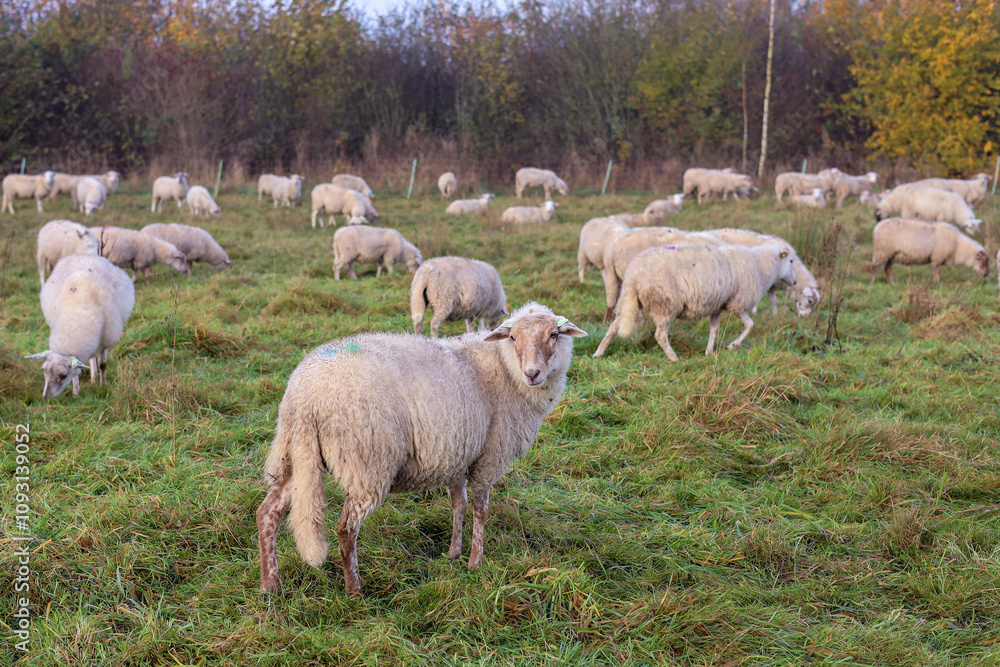 Fototapeta premium A curious sheep from the flock