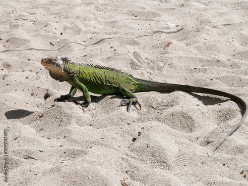 side view of iguana delicatissima, endemic iguana reptile in guadeloupe, on sand. Endangered species of lizard in lesser antilles