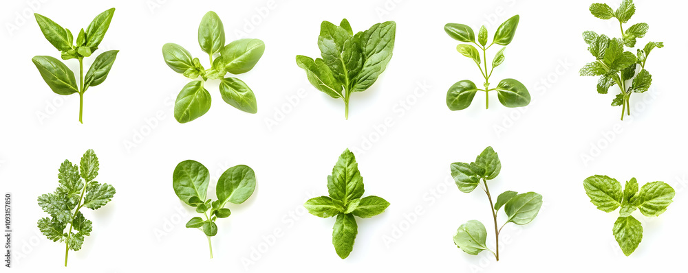 Photo Fresh Herbs Mint Basil Parsley Thyme Rosemary Photo Fresh Herbs Mint Basil Parsley Thyme Rosemary