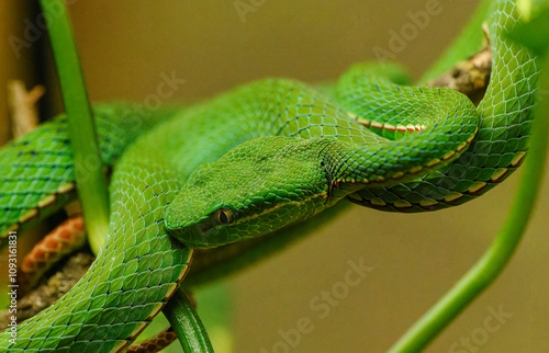 Chinese green tree viper (Trimeresurus stejnegeri) portrait photo