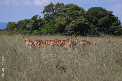 un troupeau d’impalas dans une savane africaine. Les animaux sont regroupés au centre de la scène, entourés de hautes herbes et d'arbres en arrière-plan. 