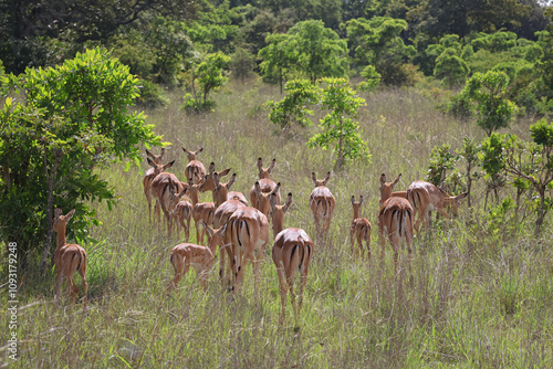 Un groupe d'impalas marchant dans une savane verdoyante, capturé de dos. Le paysage est parsemé de buissons et d'arbres, ajoutant une belle touche de vert vif.