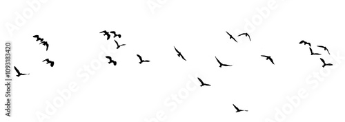 Canvas Print flock of birds silhouette isolated on clear background