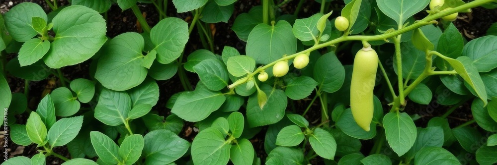 Kidney bean plant growth phases on blank background with ample space for text or graphics, stages, graphics Kidney bean plant growth phases on blank background with ample space for text or graphics, stages, graphics