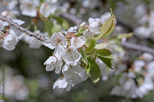 Tableau sur toile Prunus avium, commonly called wild cherry, sweet cherry or gean is a species of