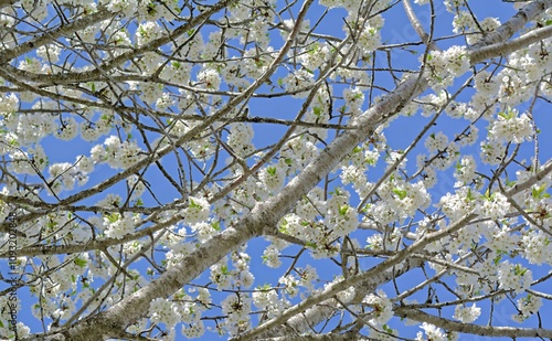 Obraz na plátně Prunus avium, commonly called wild cherry, sweet cherry or gean is a species of