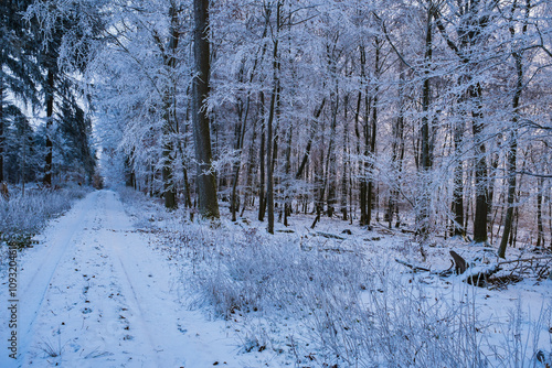 Wallpaper Mural Walk through the lightly snow-covered forest in the Taunus Torontodigital.ca