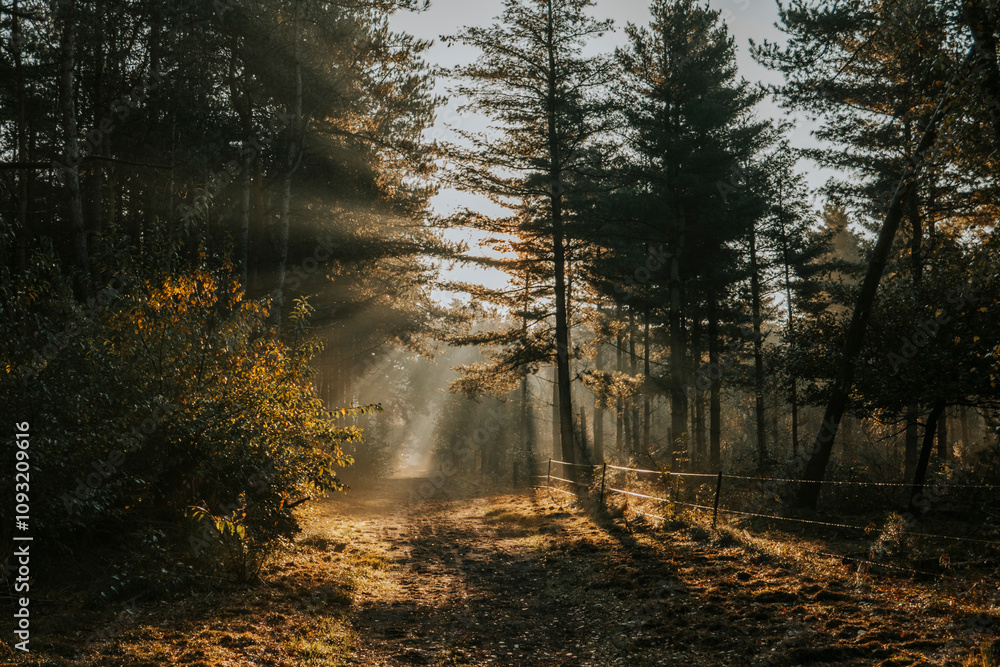 Obraz premium Golden Hour Sunlight Through Trees on an Autumn Forest Path