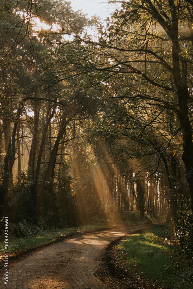 Obraz premium Autumn Morning Sunlight Filtering Through Trees on a Forest Path