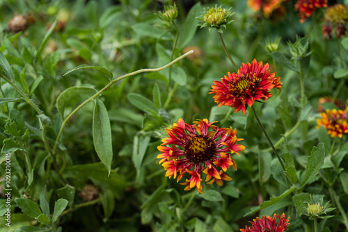 sneezeweed flowers in the autumnal garden