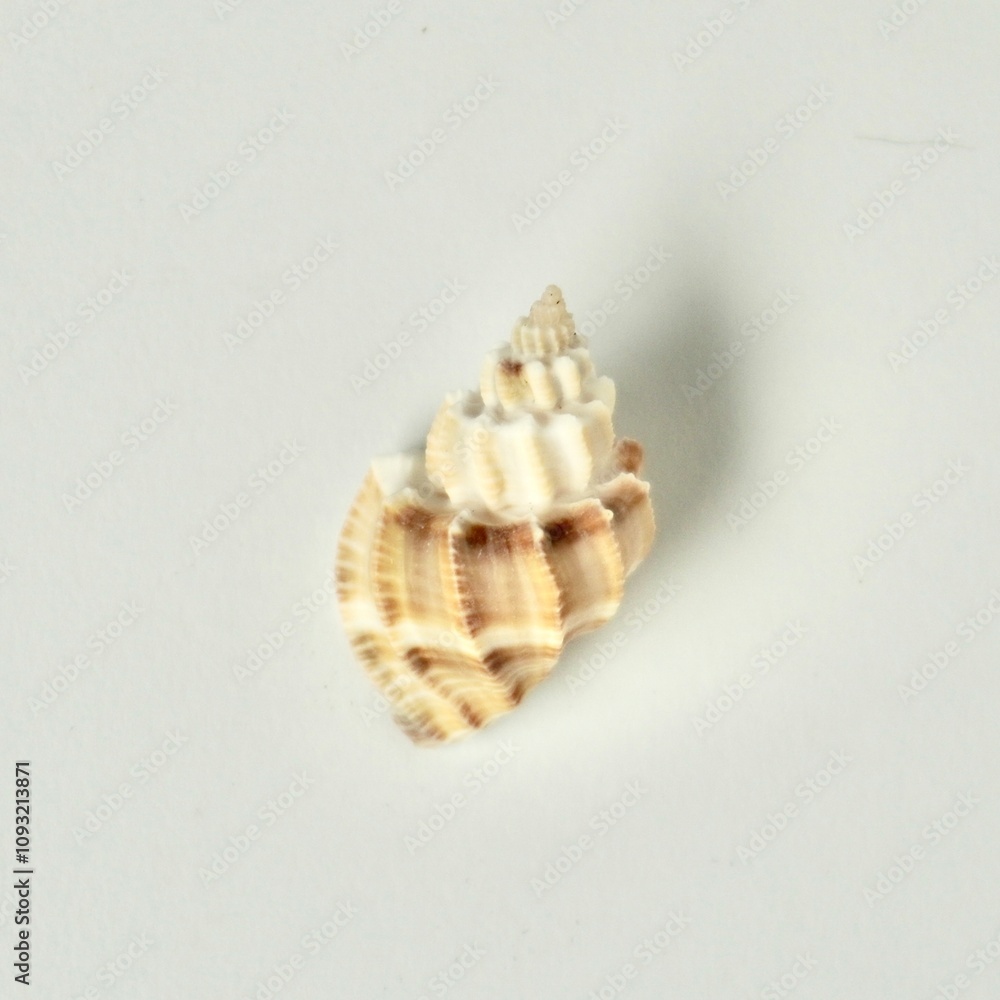 One sea snail kerang melati shell natural object isolated on white background. One sea snail kerang melati shell natural object isolated on white background.