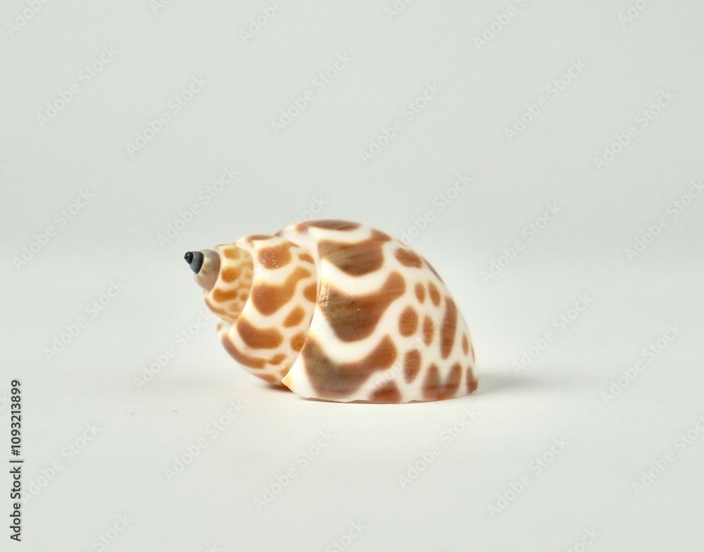 Sea shell with brown striped spotted design. One keong macan shell isolated on horizontal white background. Sea shell with brown striped spotted design. One keong macan shell isolated on horizontal white background.