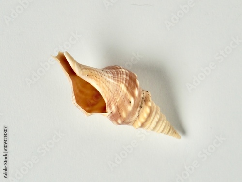 One small beige brown colored conch kerang terompet sea shell marine object with hole isolated on horizontal white background. photo