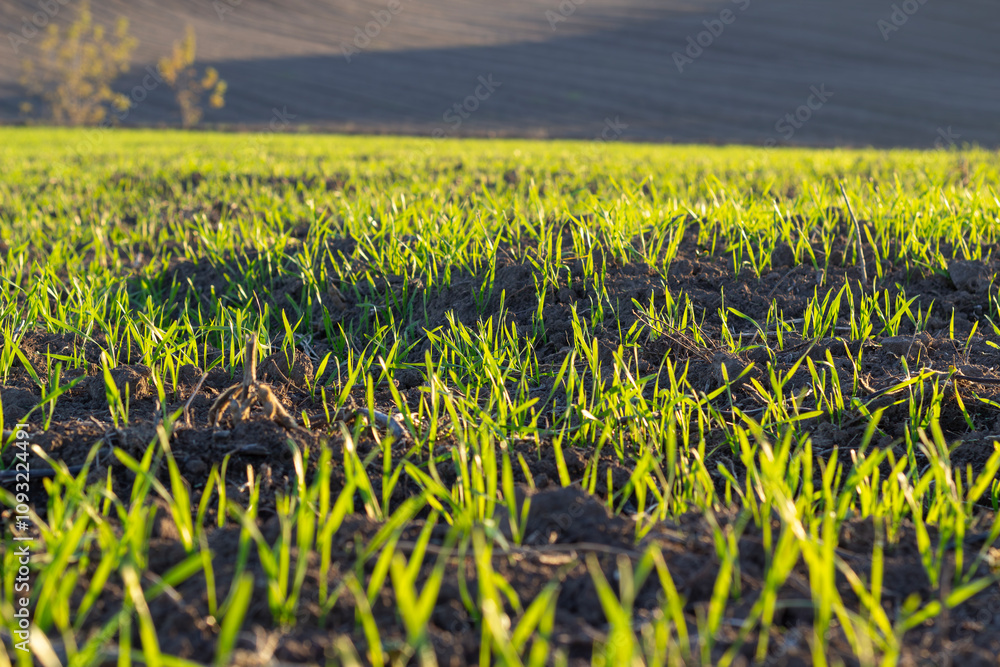 Obraz premium Field sown with winter wheat. Rye cultivation culture