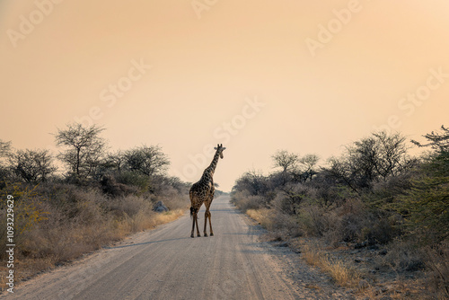 Photography Giraffe crossing a gravel road, wildlife safari and game drive in Namibia, Afric