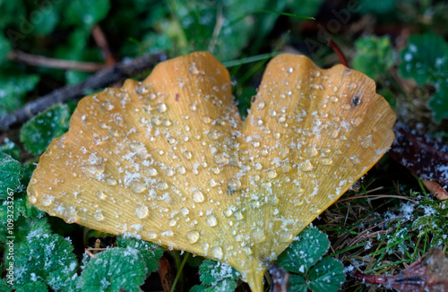 Wintereinbruch im November