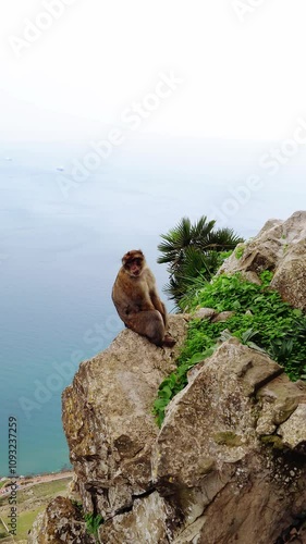 Barbary macaque sits on a cliff edge overlooking the sea, with lush vegetation and a serene ocean view in the background