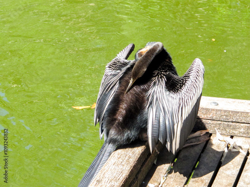 anhinga on a deck photo