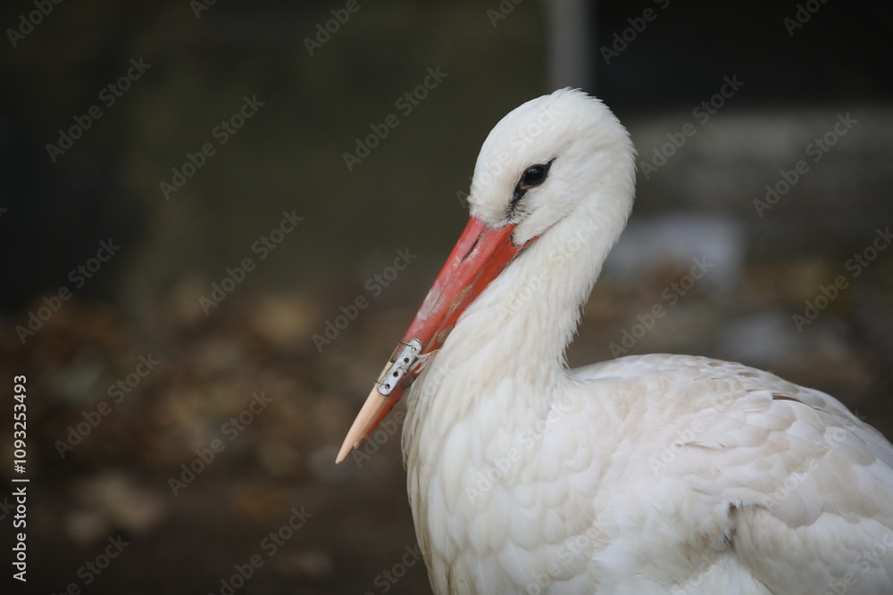 Fototapeta premium A white stork at the Sofia Zoo with a 3D-printed beak prosthesis. The prosthesis allows the animal to eat normally and actually saves its life.