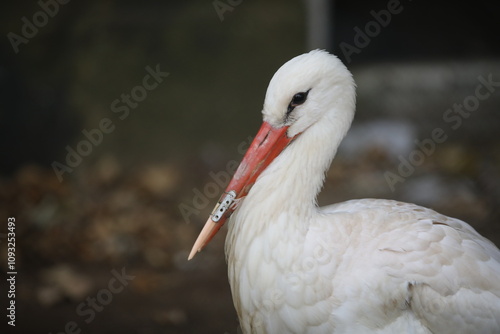A white stork at the Sofia Zoo with a 3D-printed beak prosthesis. The prosthesis allows the animal to eat normally and actually saves its life.