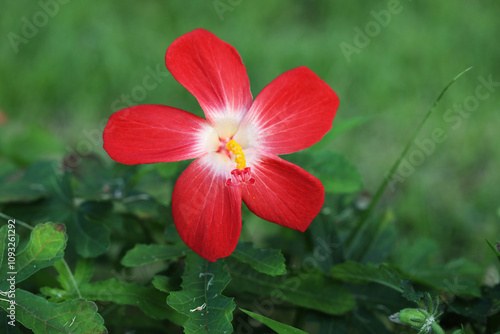 Pink Swamp Mallow (Abelmoschus sagittifolius)