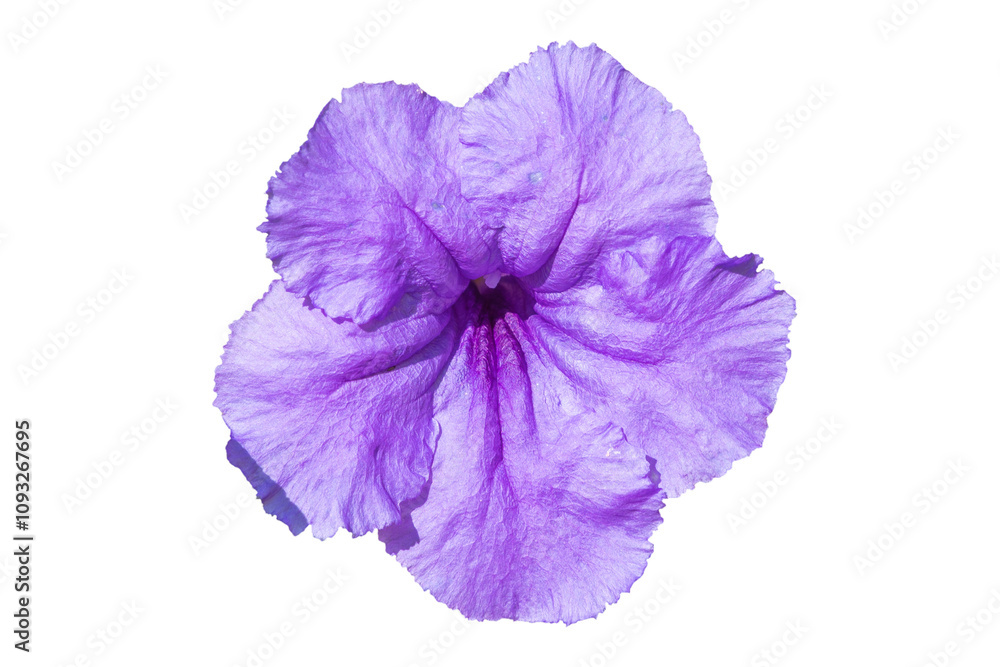 Beautiful purple flowers of Ruellia simplex, close-up. the Mexican petunia. isolated object. Beautiful purple flowers of Ruellia simplex, close-up. the Mexican petunia. isolated object.