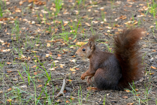 A squirrel is sitting on the ground in a grassy area