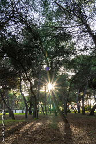 A tree with a sun shining on it