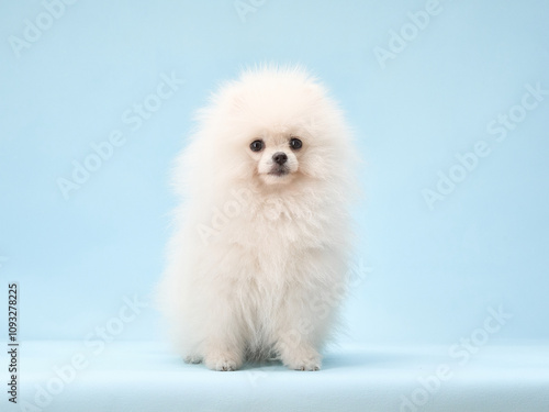 A fluffy white Pomeranian puppy stands alone against a soft blue background. The puppy dense coat and curious expression are captured in the studio shot.