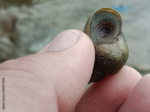 Chinese mystery snail shell or black snail shell  photo