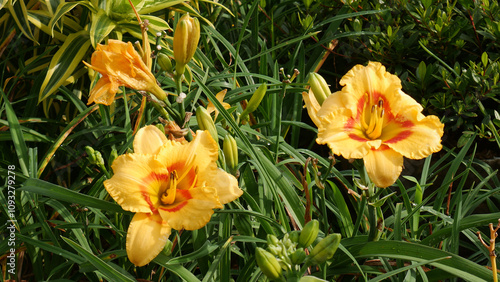 Yellow Daylily flowers with bright orange centers are seen blooming among the lush green leaves. photo